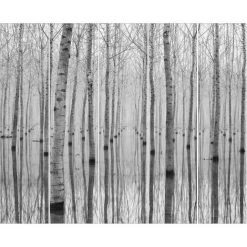 BILDERWELTEN Ensemble De Rideaux Coulissants - Birches In November - 5 Rideaux à Panneaux Dimension: 250 X 300cm (5 Rideaux á 250 X 60cm), Système De Montage: Sans Suspension -Promos Store Boutique 41693100 3